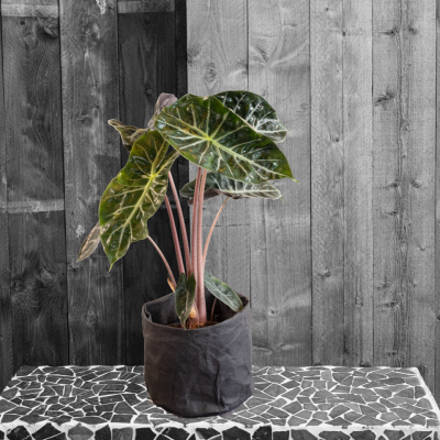 Alocasia Polly v2