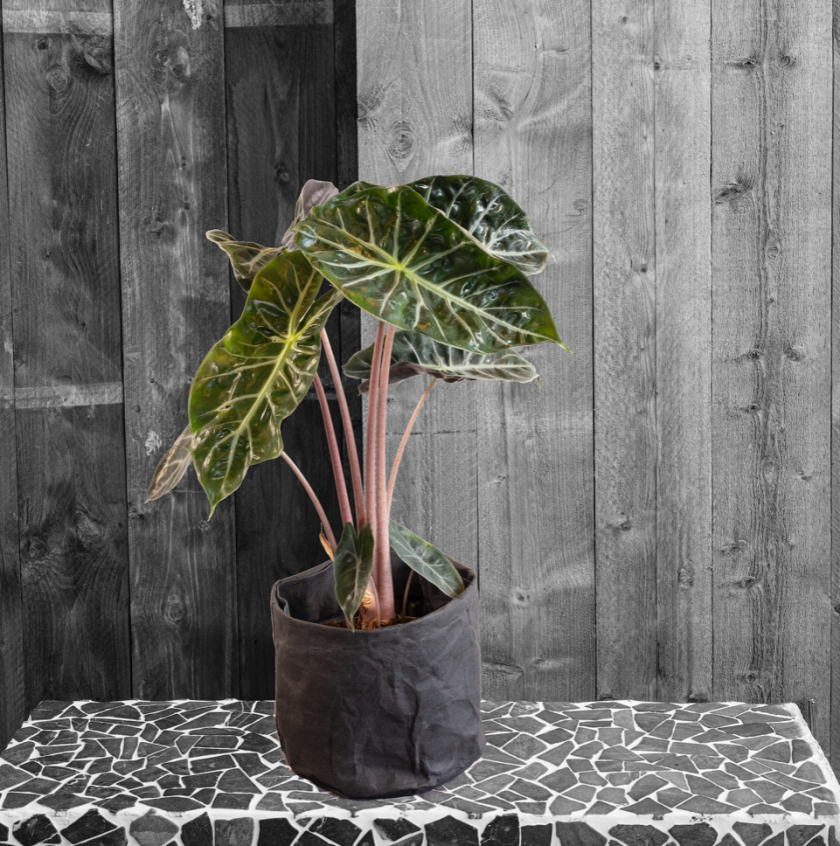 Alocasia Polly v2