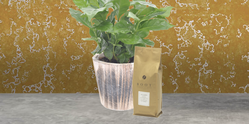 Koffieplant + koffiebonen