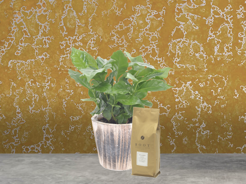 Koffieplant + koffiebonen