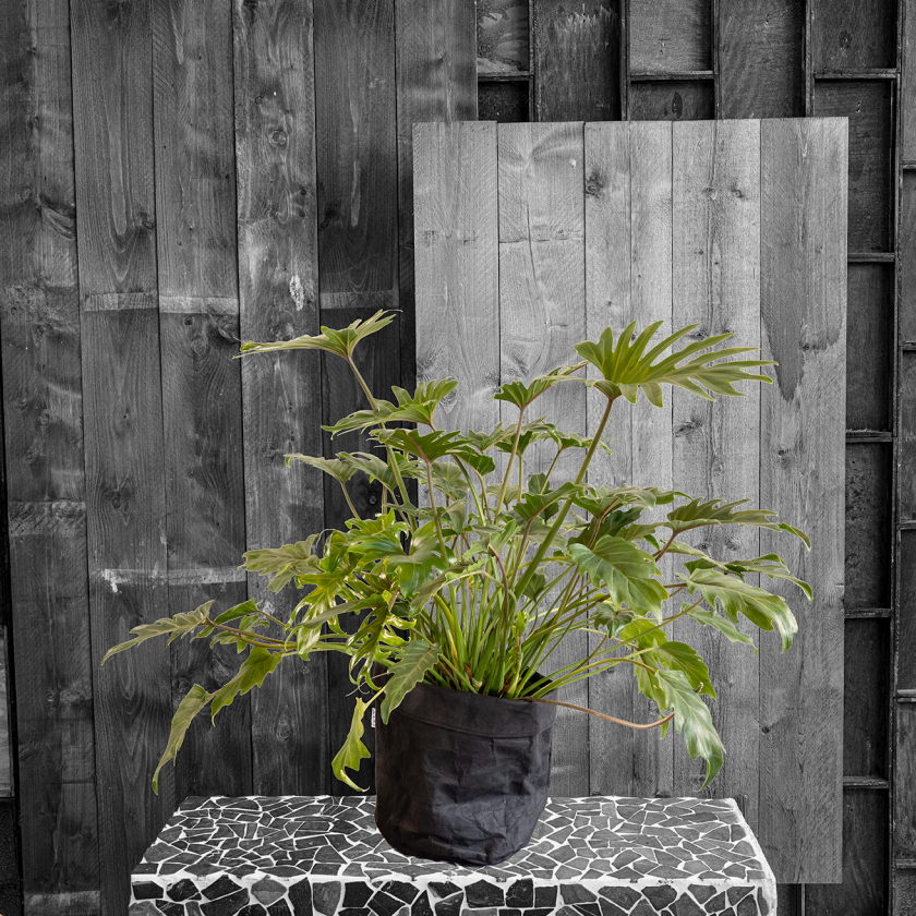 PVM REEKS 5 kopieren 2