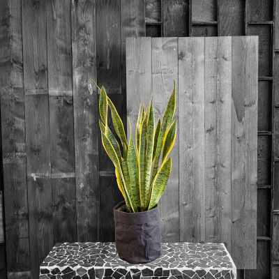 PVM REEKS 5 kopieren 4